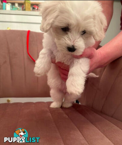 Purebred Bichon Frise puppies