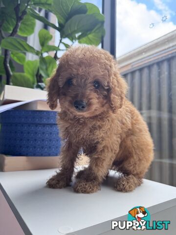 Pure Breed Toy Poodle - 1 MALE