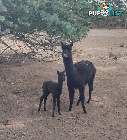 Alpaca