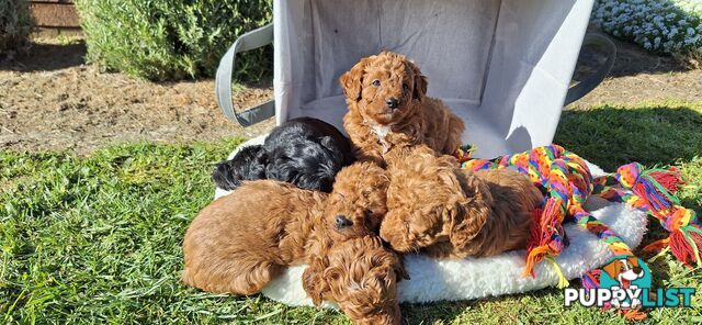 F1b DOXIEPOO PUPPIES!!