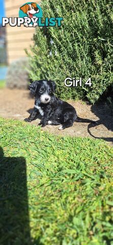 F1b DOXIEPOO PUPPIES!!