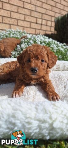 F1b DOXIEPOO PUPPIES!!