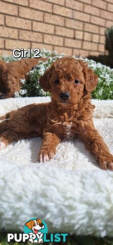 F1b DOXIEPOO PUPPIES!!