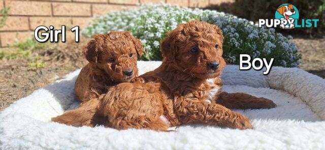 F1b DOXIEPOO PUPPIES!!