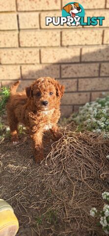 LAST PUP!! MINI POODLE X DACHSHUND PUPPY