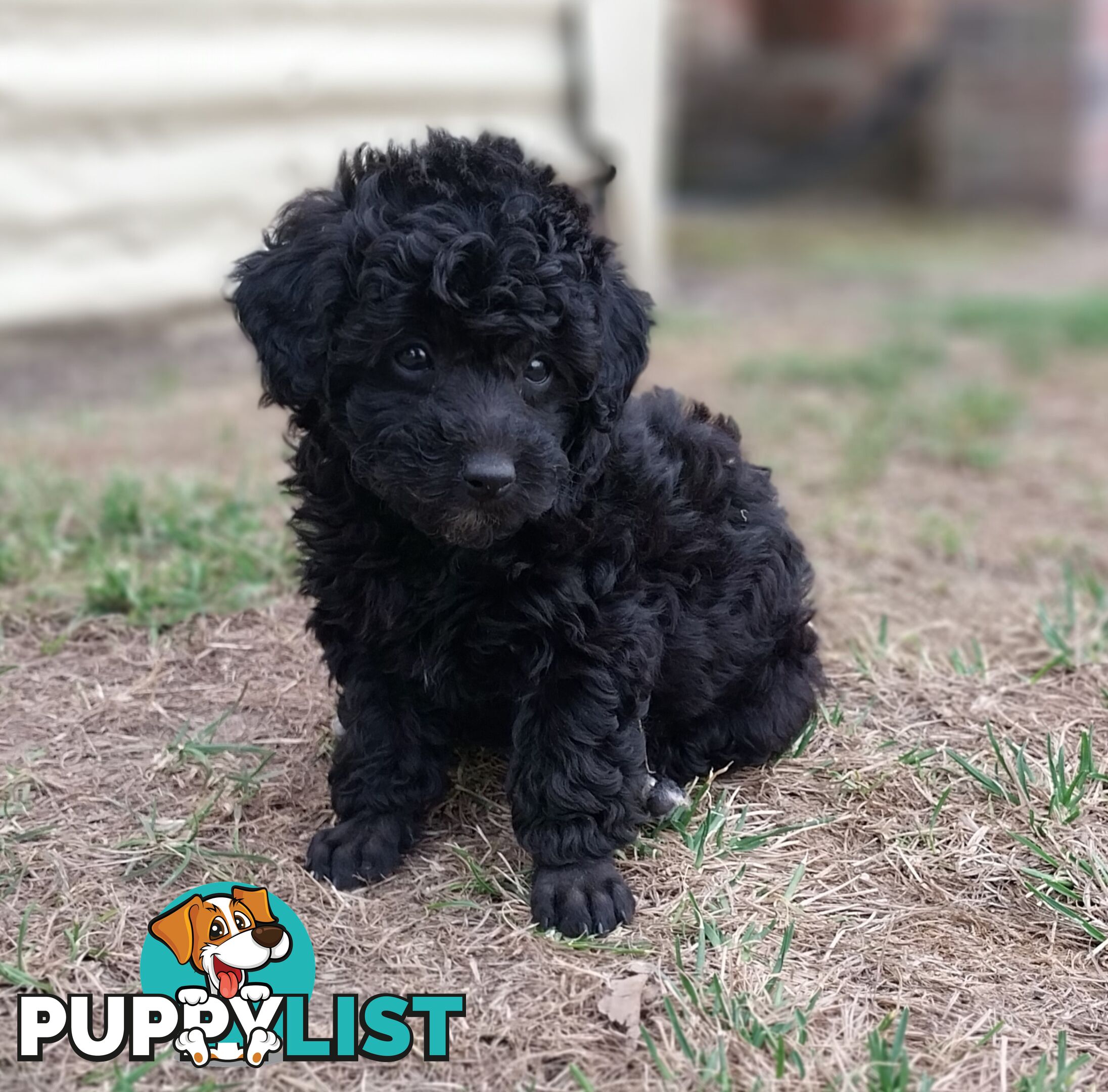 Mini Poodle Puppies!!