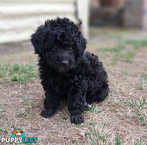 Mini Poodle Puppies!!