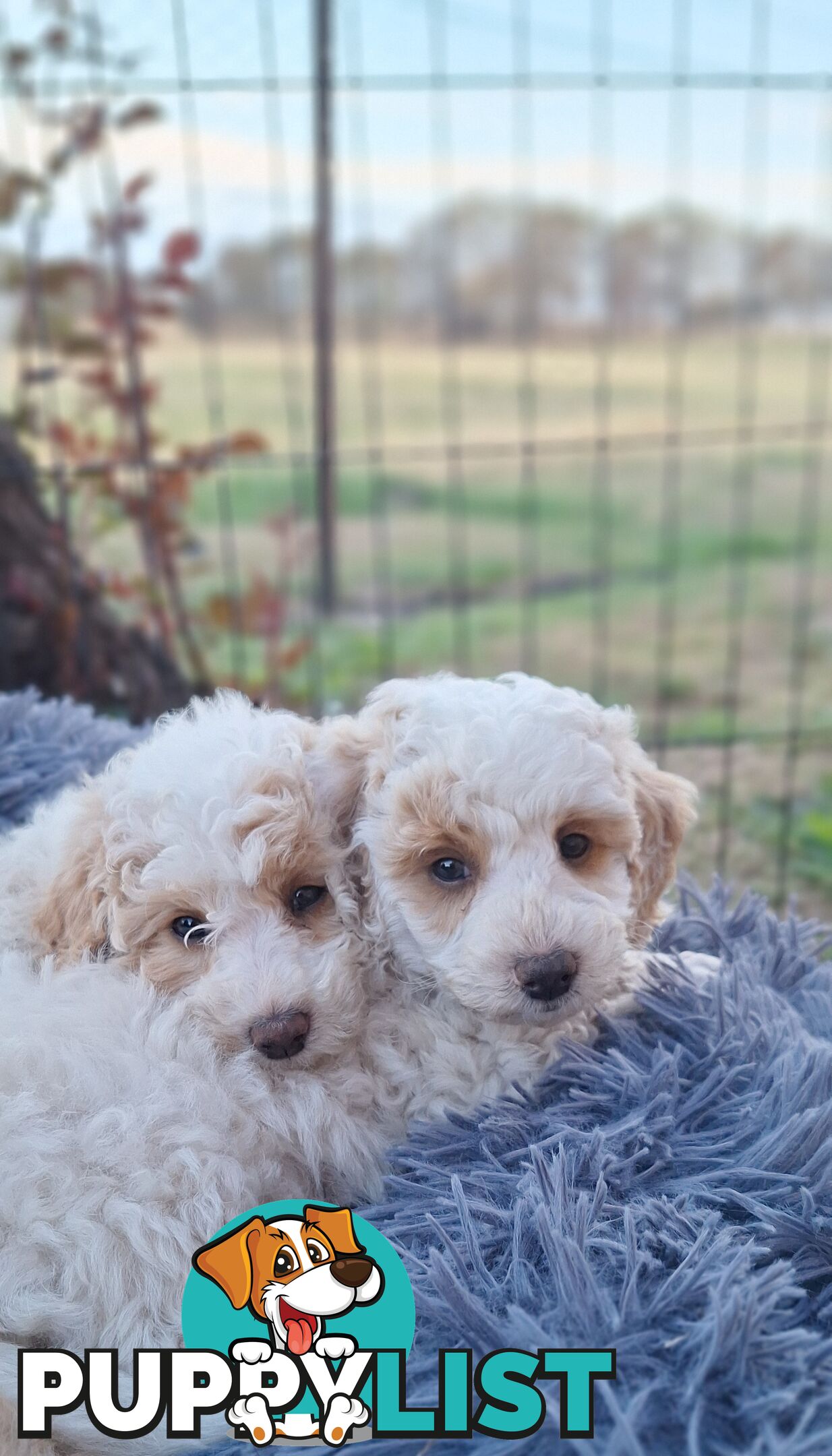 Mini Poodle Puppies!!