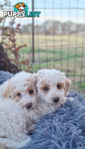 Mini Poodle Puppies!!