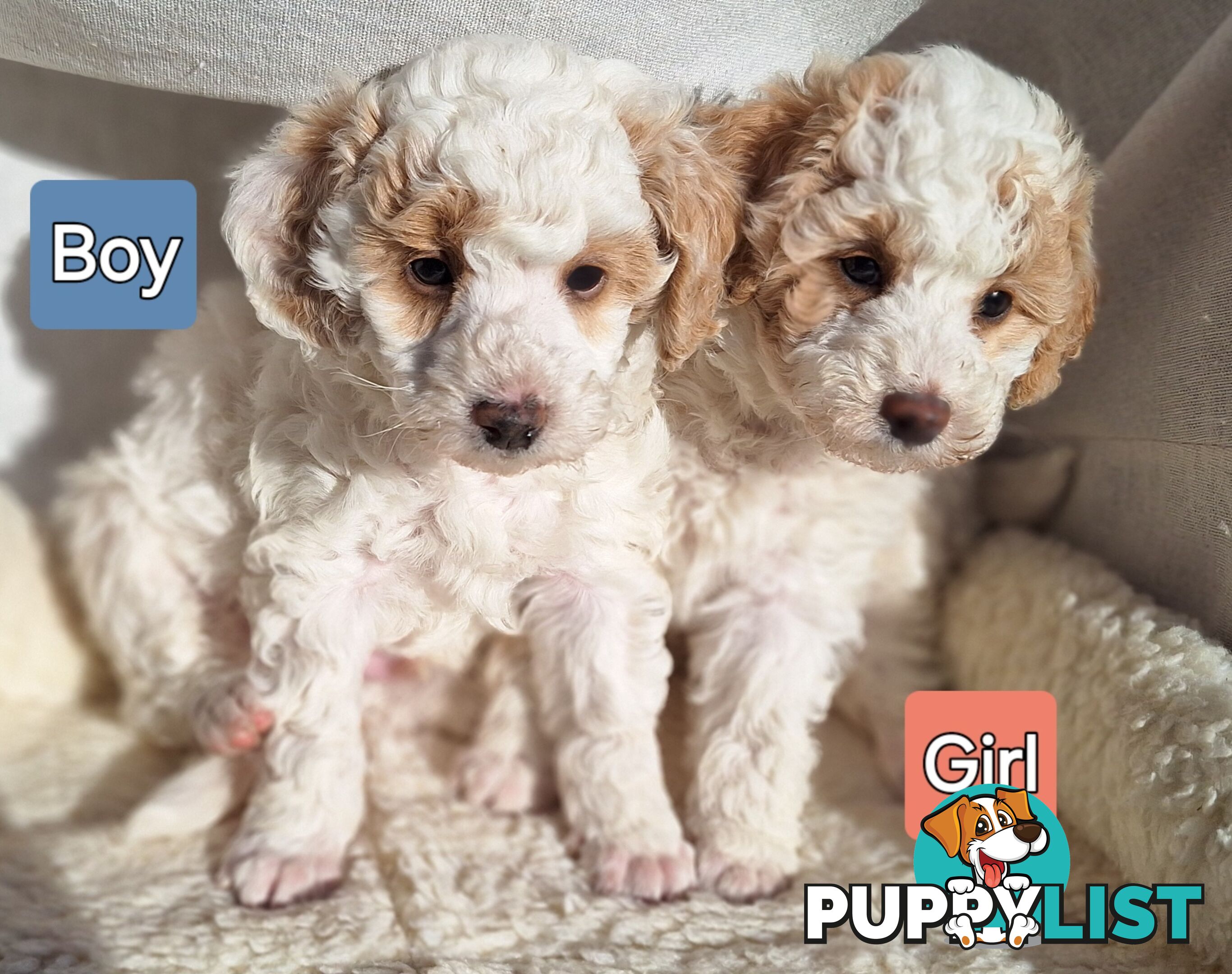 Mini Poodle Puppies!!