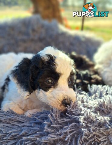 Mini Poodle Puppies!!