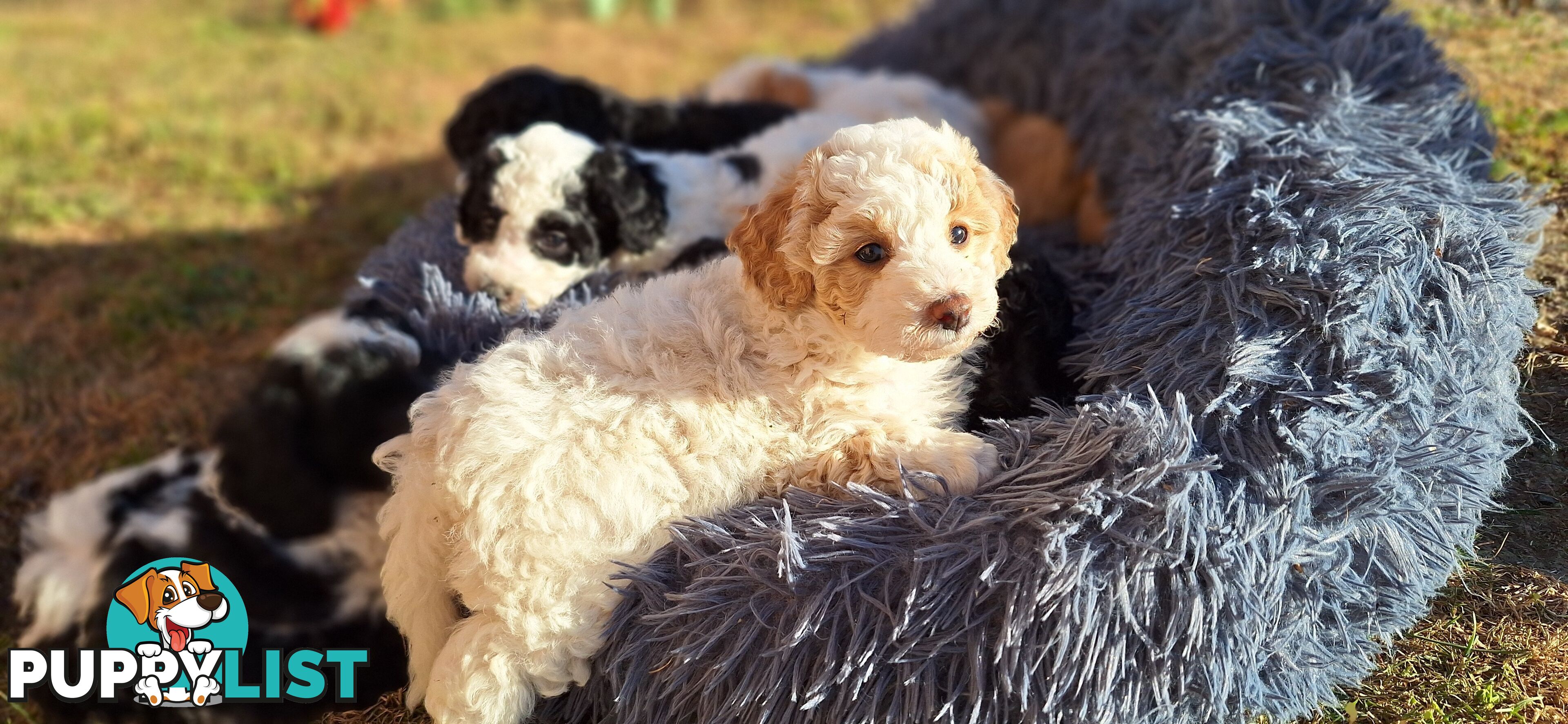 Mini Poodle Puppies!!