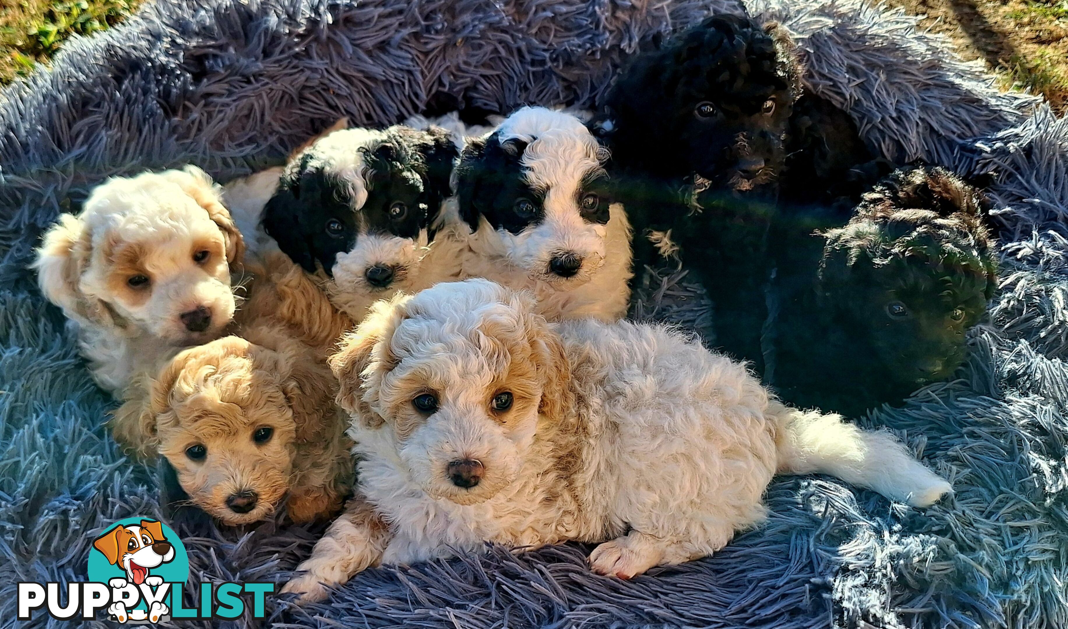 Mini Poodle Puppies!!