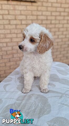 Mini Poodle Puppies!!