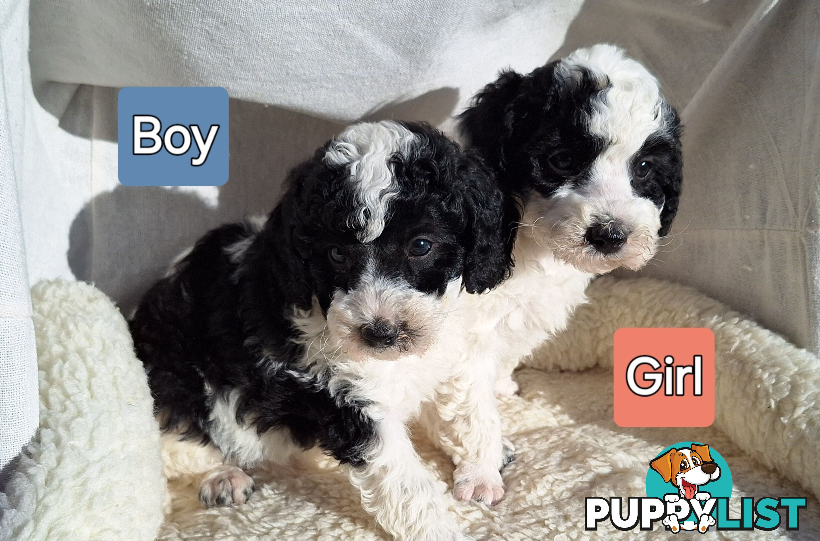 Mini Poodle Puppies!!