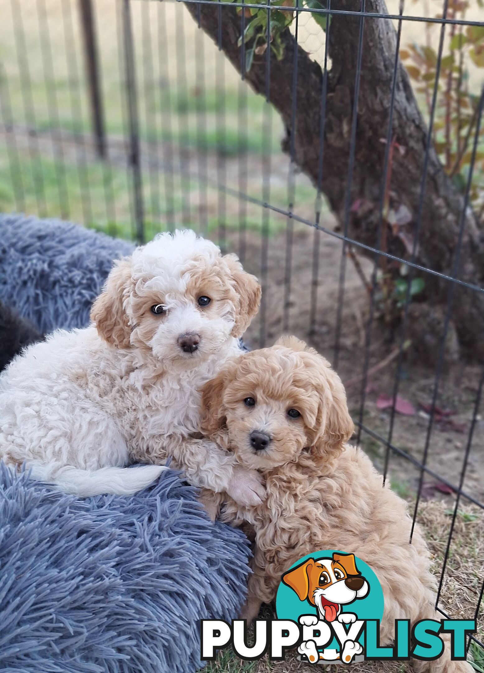 Mini Poodle Puppies!!