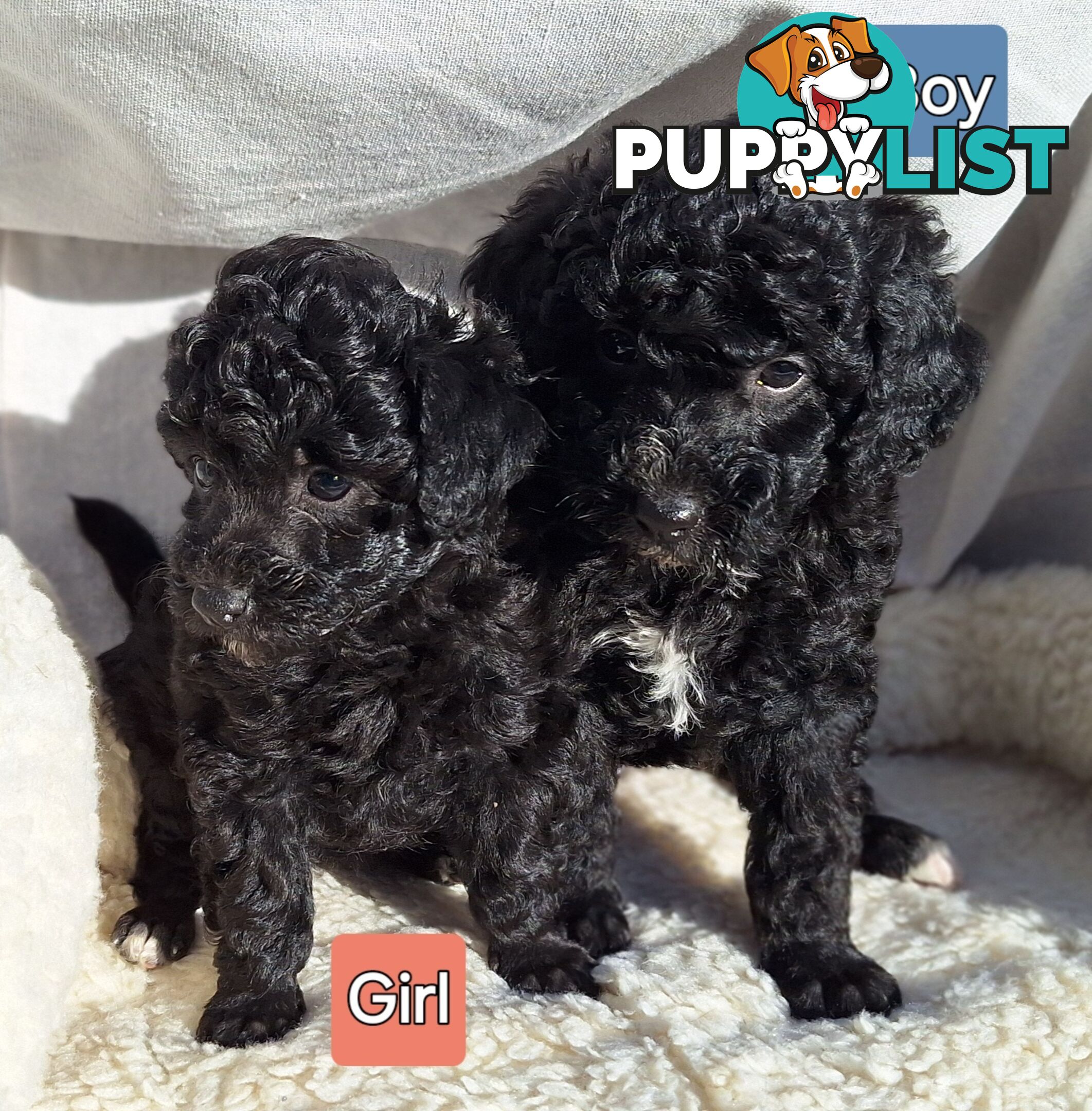 Mini Poodle Puppies!!