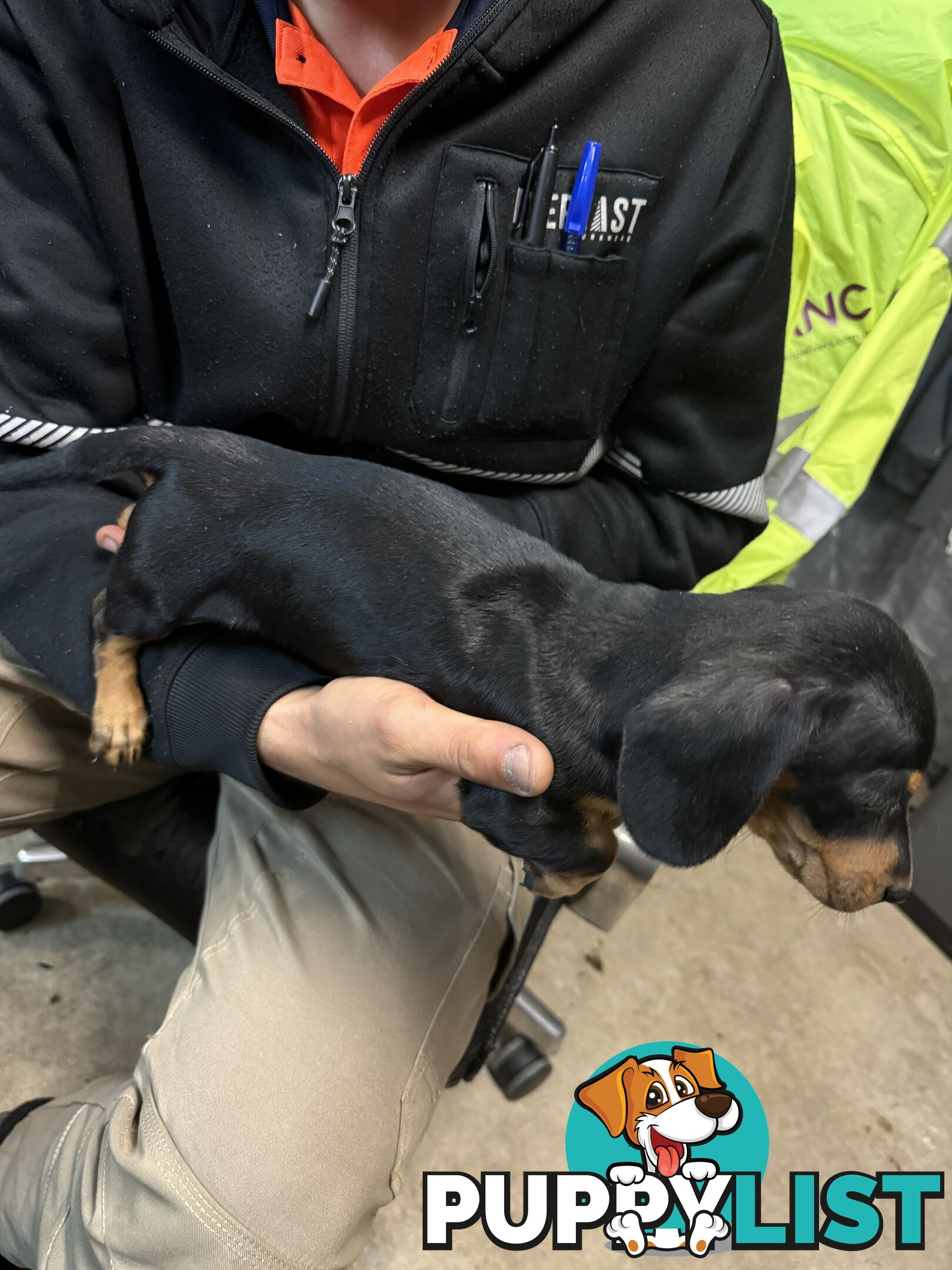 Dachshund puppy female