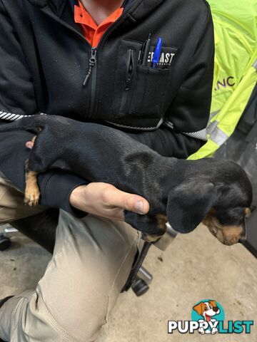 Dachshund puppy female