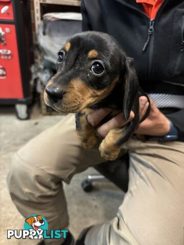 Dachshund puppy female