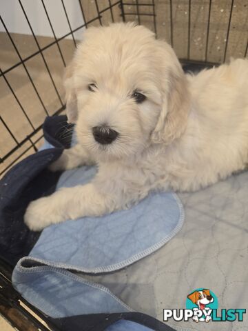 Groodle Golden retriever x poodle