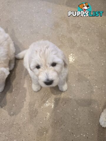 Groodle Golden retriever x poodle