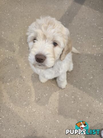 Groodle Golden retriever x poodle