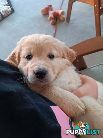 Groodle Golden retriever x poodle