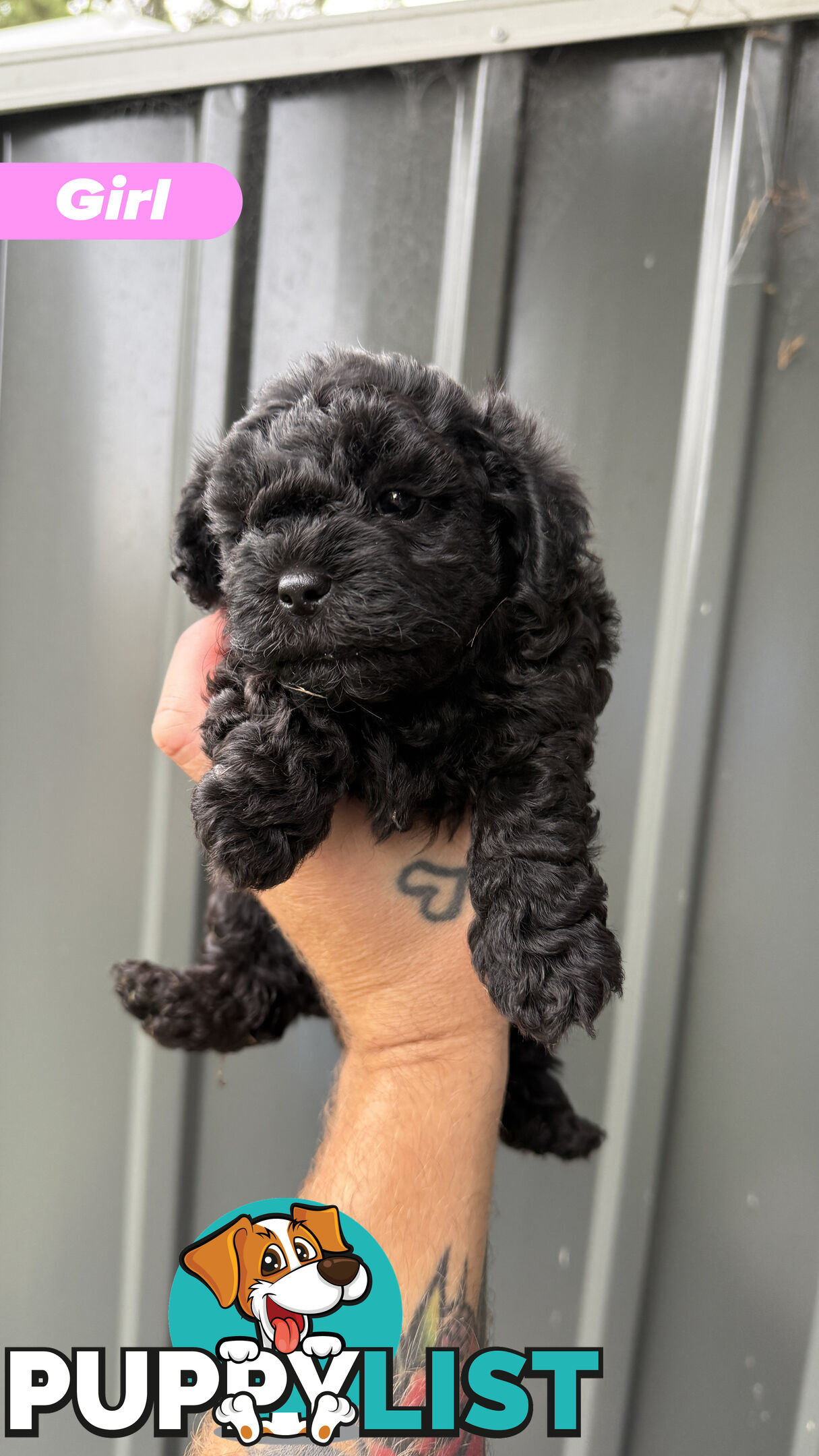 🐶✨ Adorable Cavoodle x Maltese Shih Tzu Puppies Ready for Their Forever Homes! ✨🐶