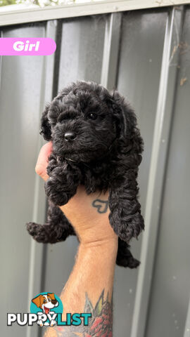 🐶✨ Adorable Cavoodle x Maltese Shih Tzu Puppies Ready for Their Forever Homes! ✨🐶