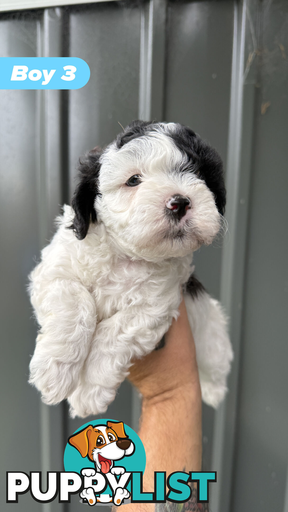 🐶✨ Adorable Cavoodle x Maltese Shih Tzu Puppies Ready for Their Forever Homes! ✨🐶