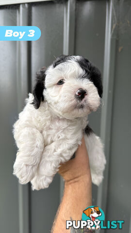 🐶✨ Adorable Cavoodle x Maltese Shih Tzu Puppies Ready for Their Forever Homes! ✨🐶