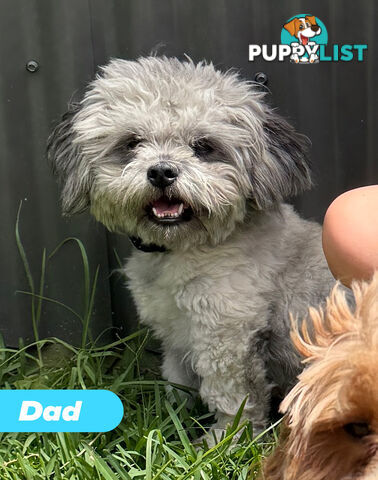 🐶✨ Adorable Cavoodle x Maltese Shih Tzu Puppies Ready for Their Forever Homes! ✨🐶