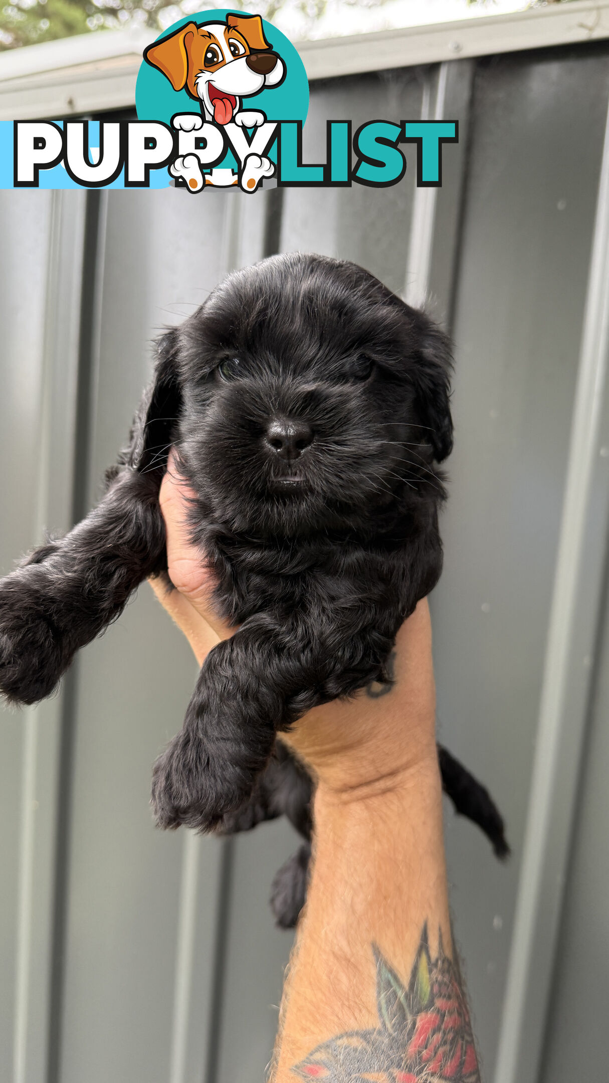 🐶✨ Adorable Cavoodle x Maltese Shih Tzu Puppies Ready for Their Forever Homes! ✨🐶