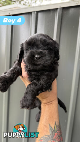 🐶✨ Adorable Cavoodle x Maltese Shih Tzu Puppies Ready for Their Forever Homes! ✨🐶