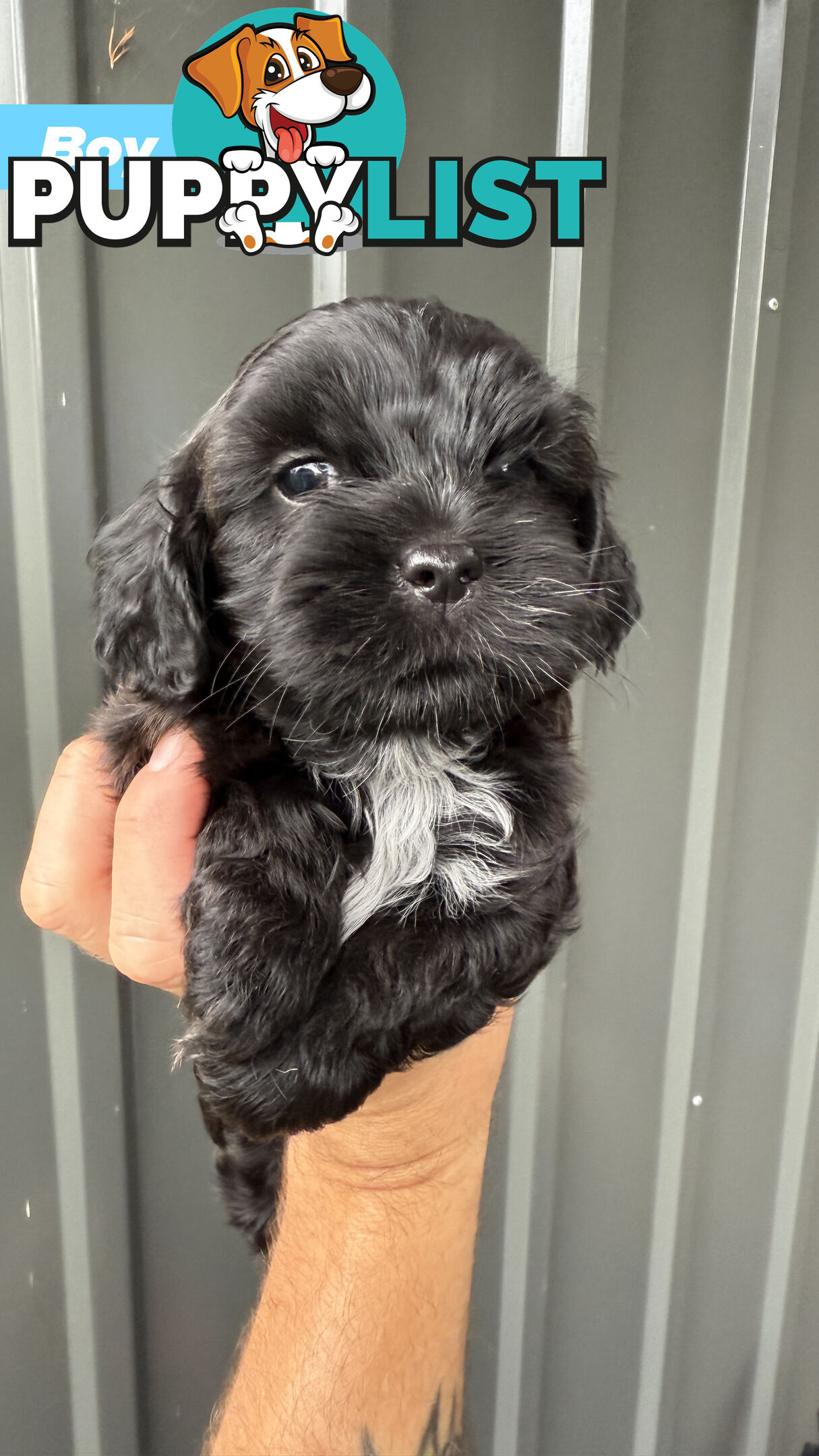 🐶✨ Adorable Cavoodle x Maltese Shih Tzu Puppies Ready for Their Forever Homes! ✨🐶