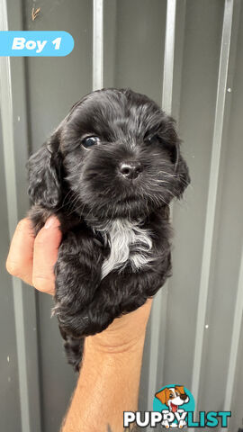 🐶✨ Adorable Cavoodle x Maltese Shih Tzu Puppies Ready for Their Forever Homes! ✨🐶