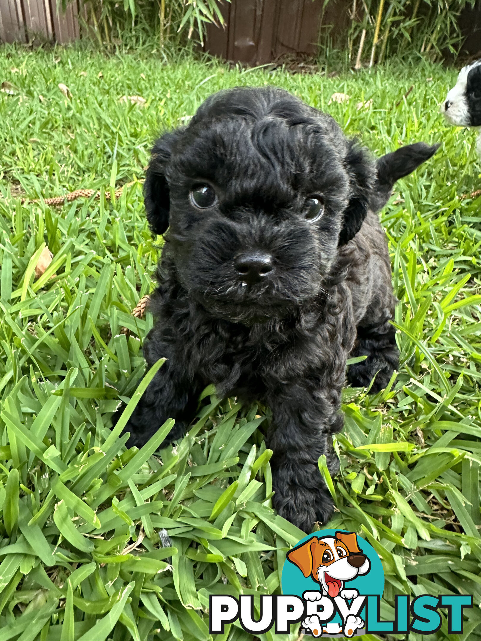 🐶✨ Adorable Cavoodle x Maltese Shih Tzu Puppies Ready for Their Forever Homes! ✨🐶