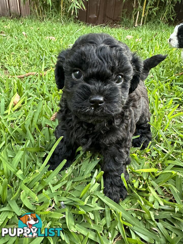 🐶✨ Adorable Cavoodle x Maltese Shih Tzu Puppies Ready for Their Forever Homes! ✨🐶