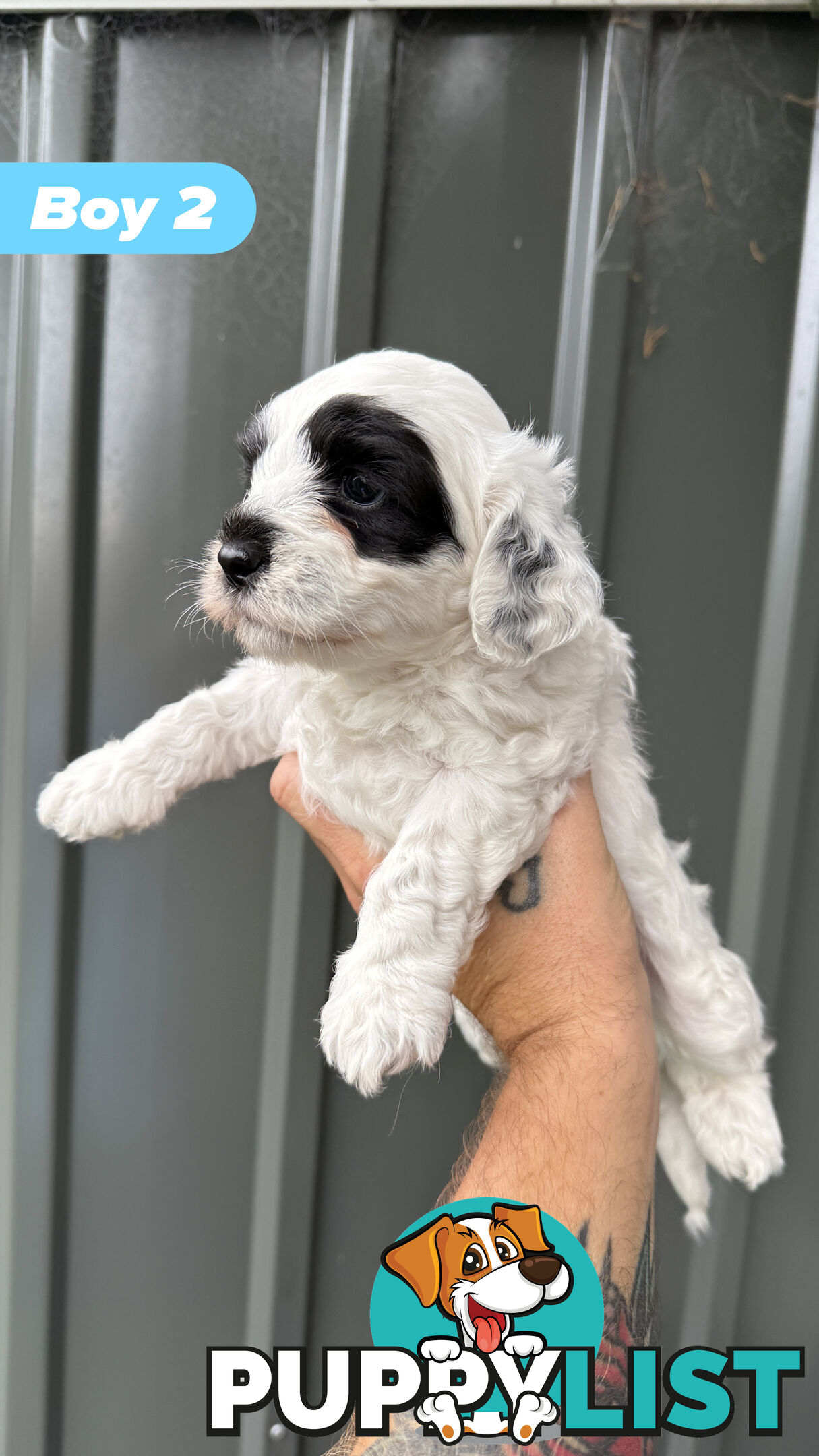 🐶✨ Adorable Cavoodle x Maltese Shih Tzu Puppies Ready for Their Forever Homes! ✨🐶