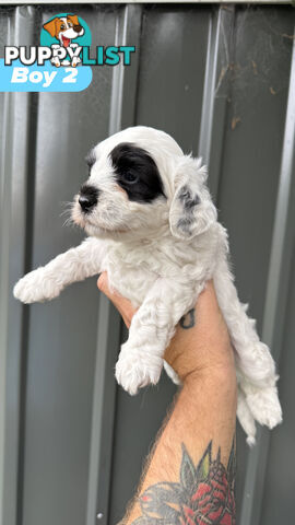 🐶✨ Adorable Cavoodle x Maltese Shih Tzu Puppies Ready for Their Forever Homes! ✨🐶