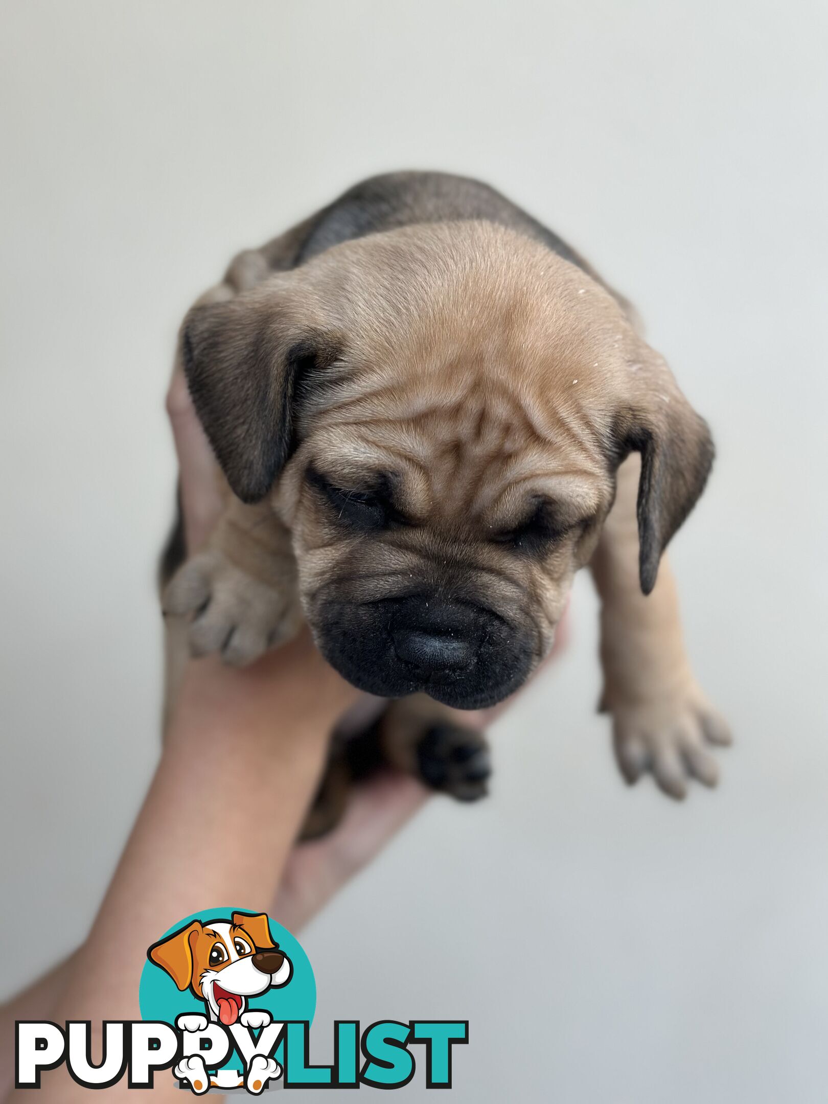 5 adorable American staffy puppies for sale