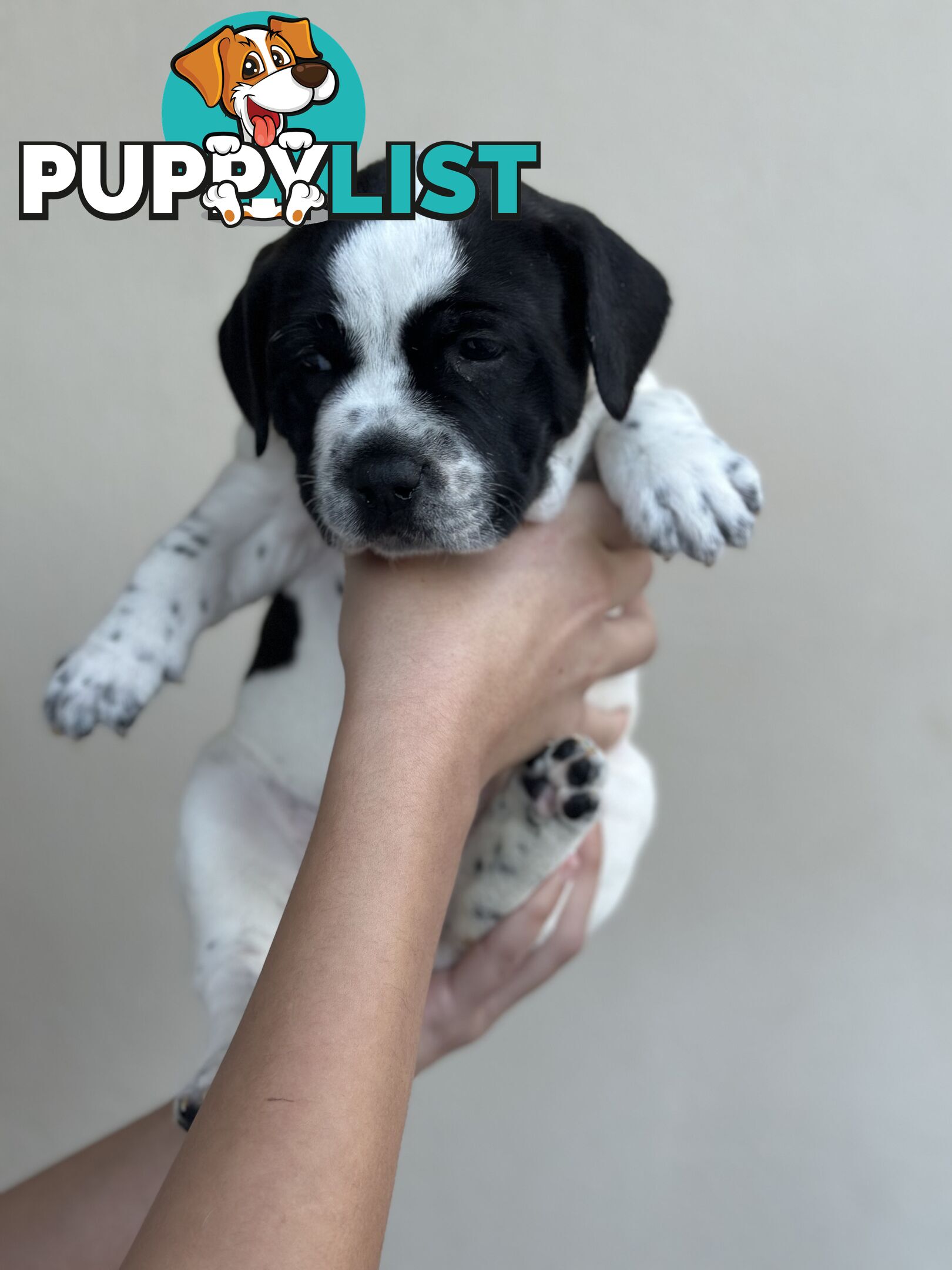 5 adorable American staffy puppies for sale