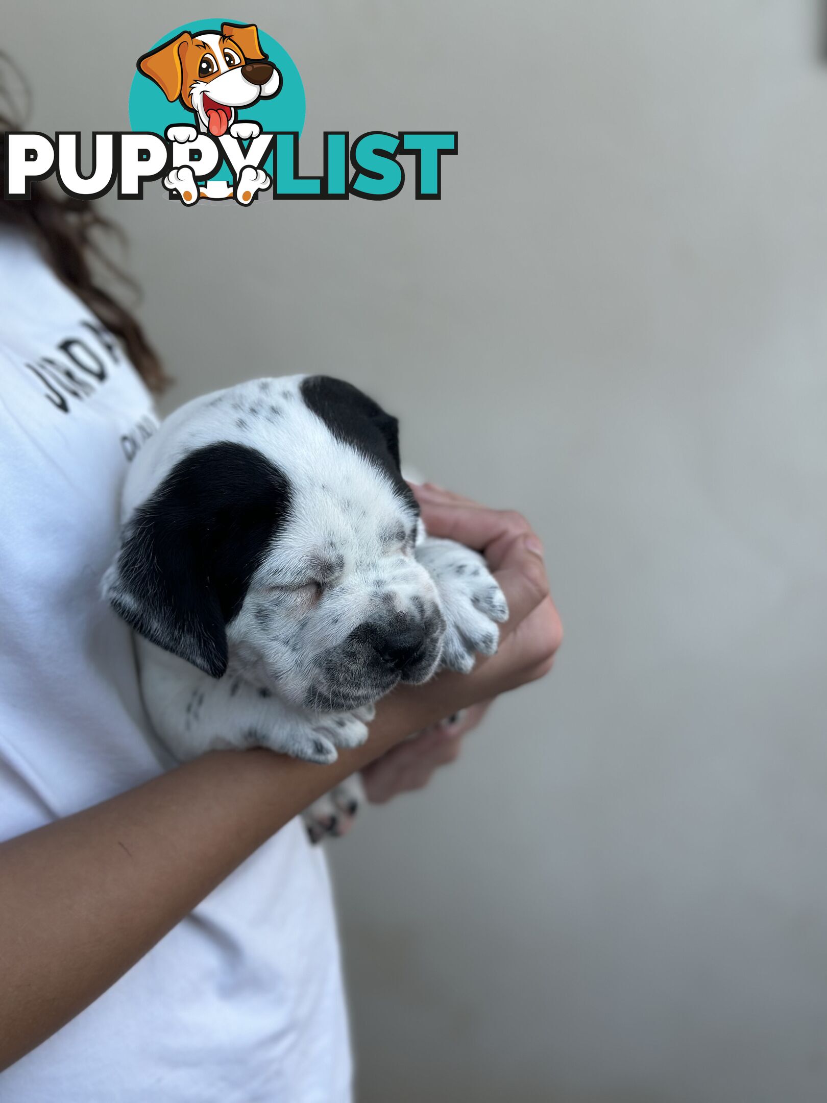 5 adorable American staffy puppies for sale