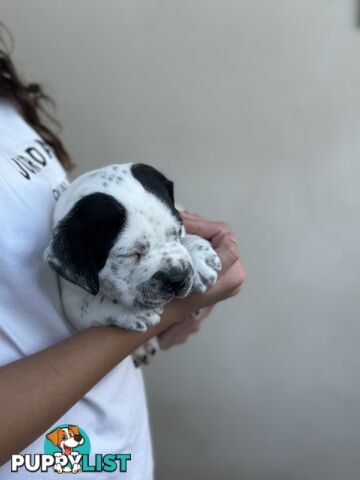 5 adorable American staffy puppies for sale