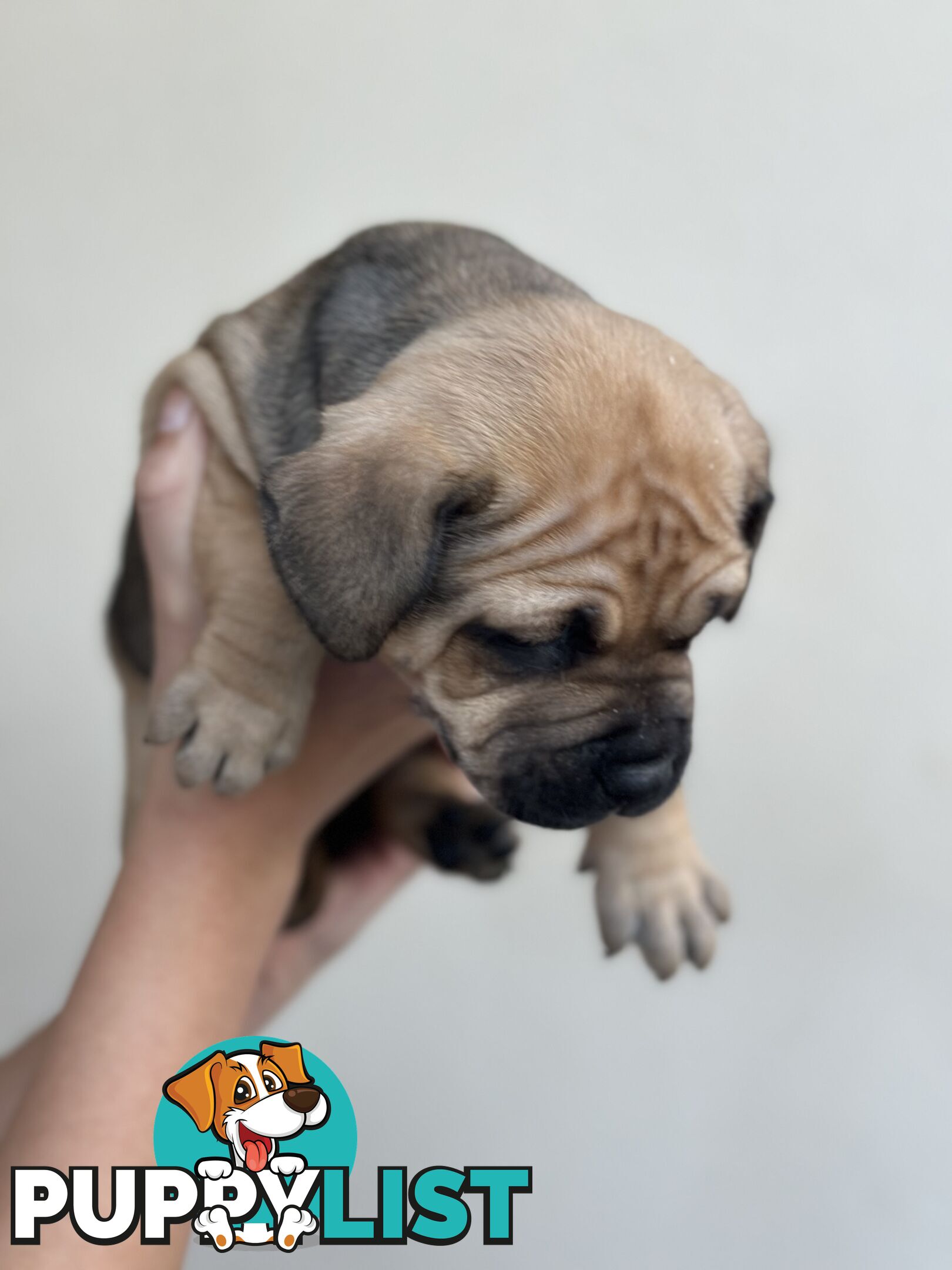 5 adorable American staffy puppies for sale