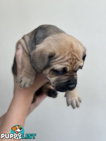 5 adorable American staffy puppies for sale