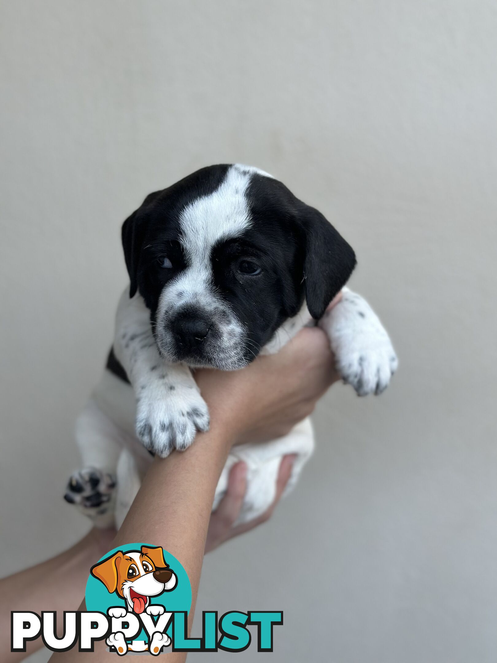 5 adorable American staffy puppies for sale