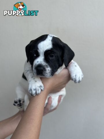 5 adorable American staffy puppies for sale