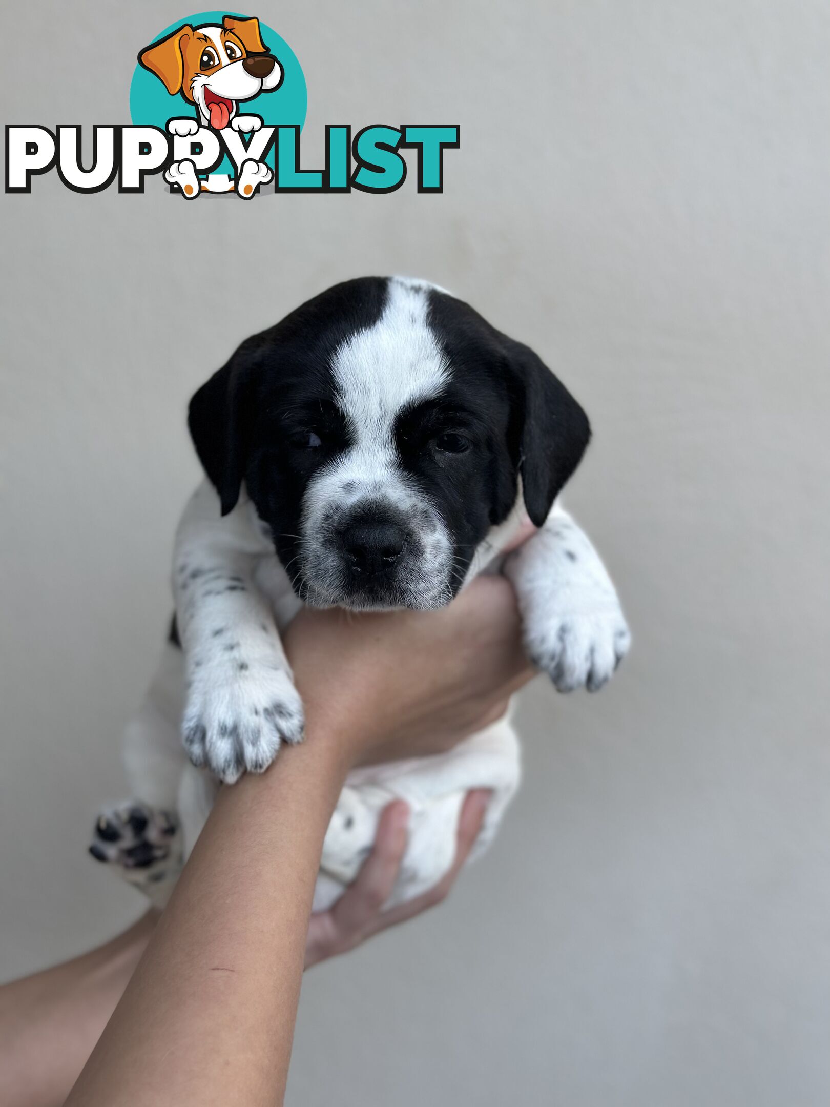 5 adorable American staffy puppies for sale